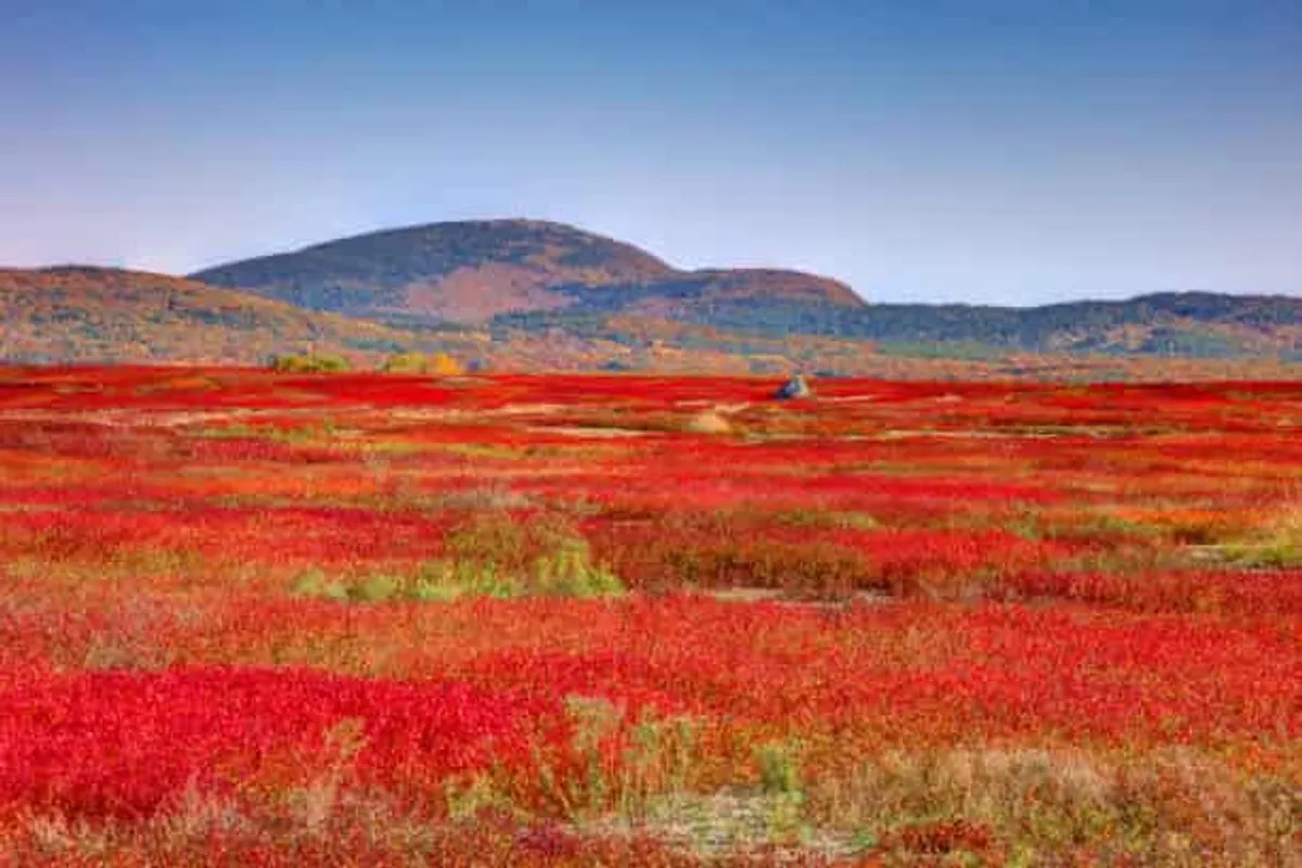 Towards a Molecular Method for the Detection of Leaf Rust in Lowbush Blueberry