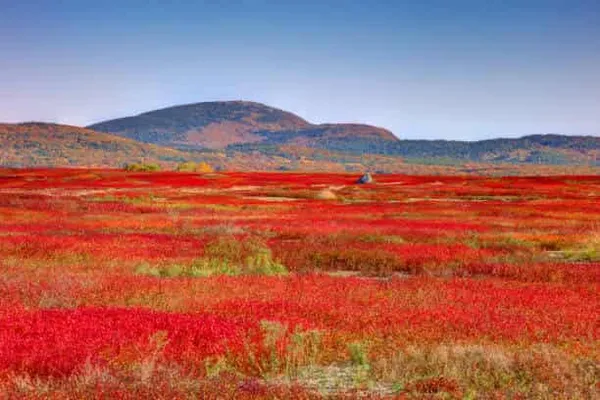 Towards a Molecular Method for the Detection of Leaf Rust in Lowbush Blueberry