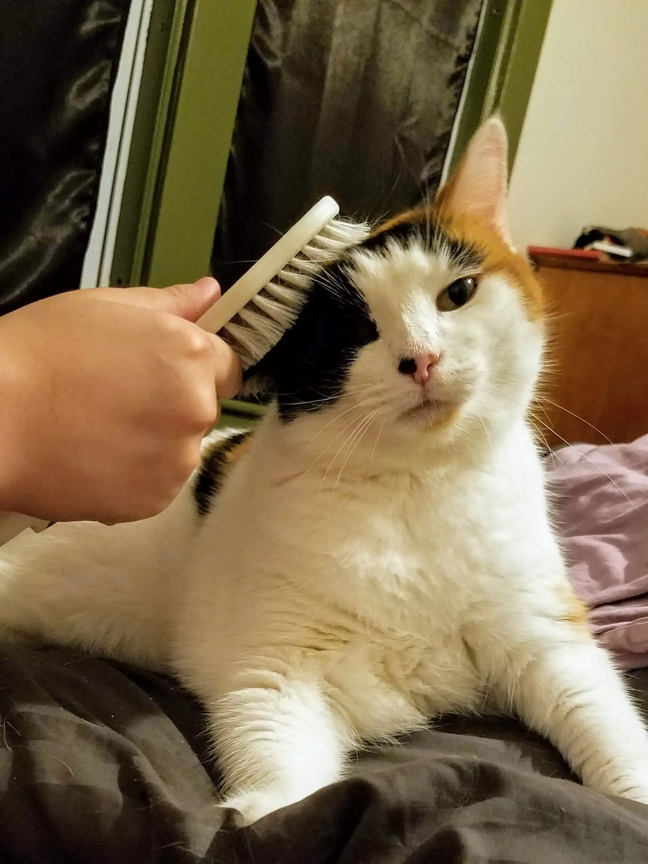 Kallie the cat!